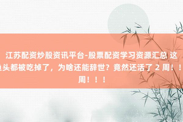 江苏配资炒股资讯平台-股票配资学习资源汇总 这鱼头都被吃掉了，为啥还能辞世？竟然还活了 2 周！！！